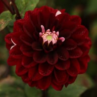 Daria in Love Dahlia Tuber