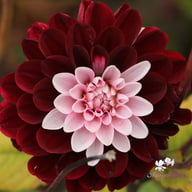 Daria in Love Dahlia Tuber