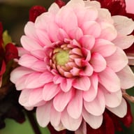 Daria in Love Dahlia Tuber