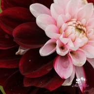 Daria in Love Dahlia Tuber