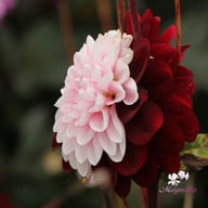 Daria in Love Dahlia Tuber