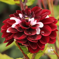 Daria in Love Dahlia Tuber