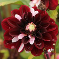 Daria in Love Dahlia Tuber