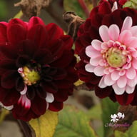 Daria in Love Dahlia Tuber