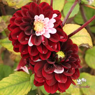 Daria in Love Dahlia Tuber