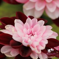 Daria in Love Dahlia Tuber