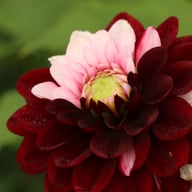 Daria in Love Dahlia Tuber