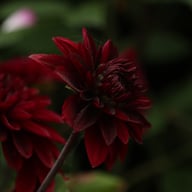 Dark Destiny Dahlia Tuber