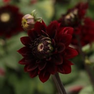 Dark Destiny Dahlia Knöl