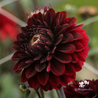 Dark Destiny Dahlia Knöl