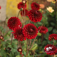 Dark Destiny Dahlia Knöl