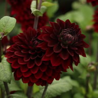 Dark Destiny Dahlia Knöl