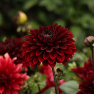 Dark Destiny Dahlia Knöl
