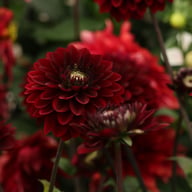 Dark Destiny Dahlia Knöl