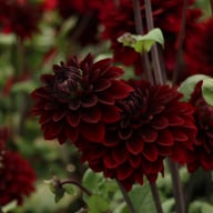 Dark Destiny Dahlia Knöl
