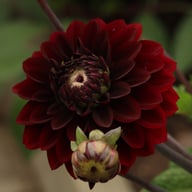 Dark Destiny Dahlia Knöl