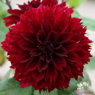 Dark Fubuki Dahlia Tuber
