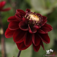 Dark Red Wave Dahlia Knöl