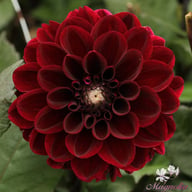 Dark Red Wave Dahlia Knöl