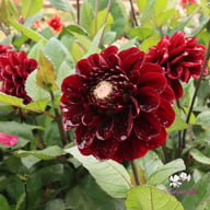 Dark Red Wave Dahlia Knöl