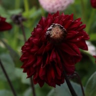 Dark Red Wave Dahlia Knöl