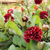 Dark Red Wave Dahlia Knöl