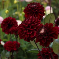 Dark Red Wave Dahlia Knöl