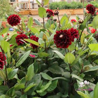 Dark Red Wave Dahlia Knöl