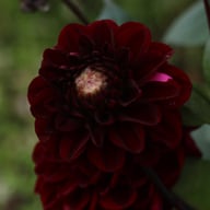 Dark Red Wave Dahlia Knöl