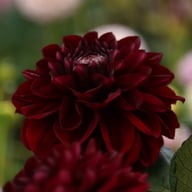 Dark Red Wave Dahlia Knöl