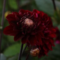 Dark Red Wave Dahlia Knöl