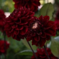Dark Red Wave Dahlia Knöl