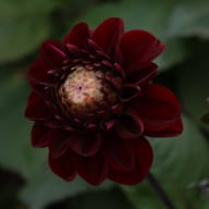 Dark Red Wave Dahlia Knöl