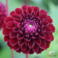 Dark Spirit Dahlia Knöl