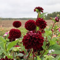 Dark Spirit Dahlia Knöl