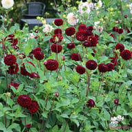 Dark Spirit Dahlia Knöl