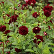 Dark Spirit Dahlia Tuber