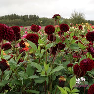 Dark Spirit Dahlia Knöl