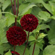 Dark Spirit Dahlia Tuber