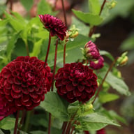 Dark Spirit Dahlia Tuber