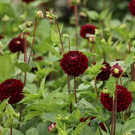 Dark Spirit Dahlia Tuber