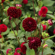Dark Spirit Dahlia Tuber