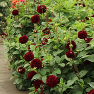 Dark Spirit Dahlia Tuber