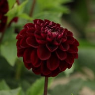 Dark Spirit Dahlia Tuber