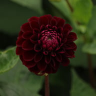 Dark Spirit Dahlia Tuber