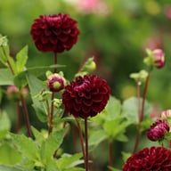 Dark Spirit Dahlia Tuber