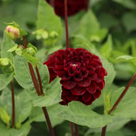 Dark Spirit Dahlia Tuber