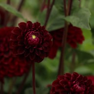Dark Spirit Dahlia Tuber