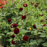 Dark Spirit Dahlia Tuber