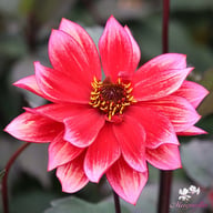 Darkarin Dahlia Knöl